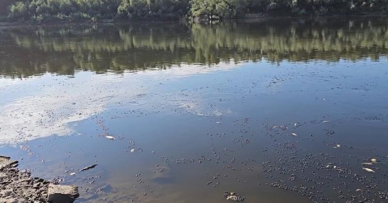 Забруднення річки Десна досягло Київської області, повідомили в Держводагентстві.