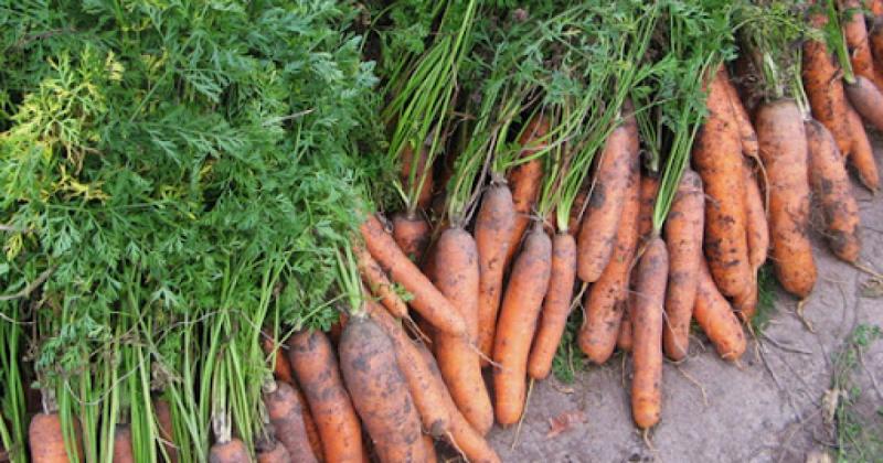 Коли слід Harvest моркву, щоб вона була смачною та могла зберігатися тривалий час?