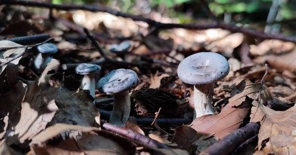 Смакують не тільки білі.