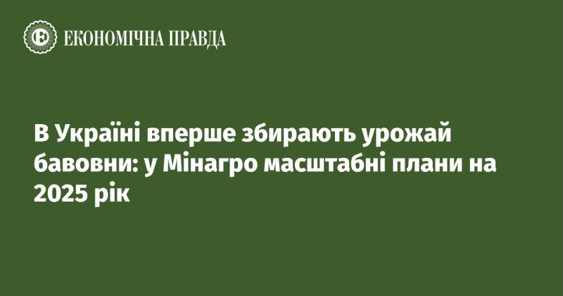 В Україні вперше проводять збір бавовняного врожаю: у Міністерстві аграрної політики мають амбіційні плани на 2025 рік.